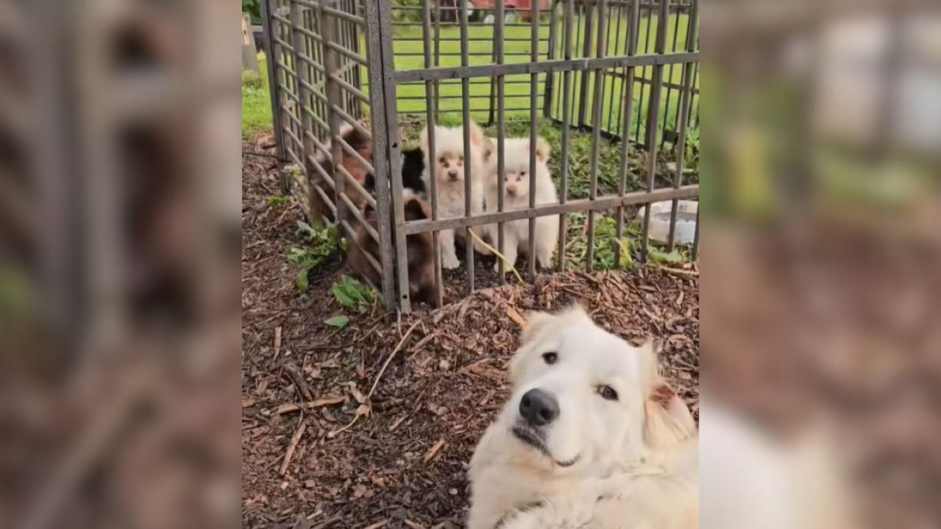 shaking puppy