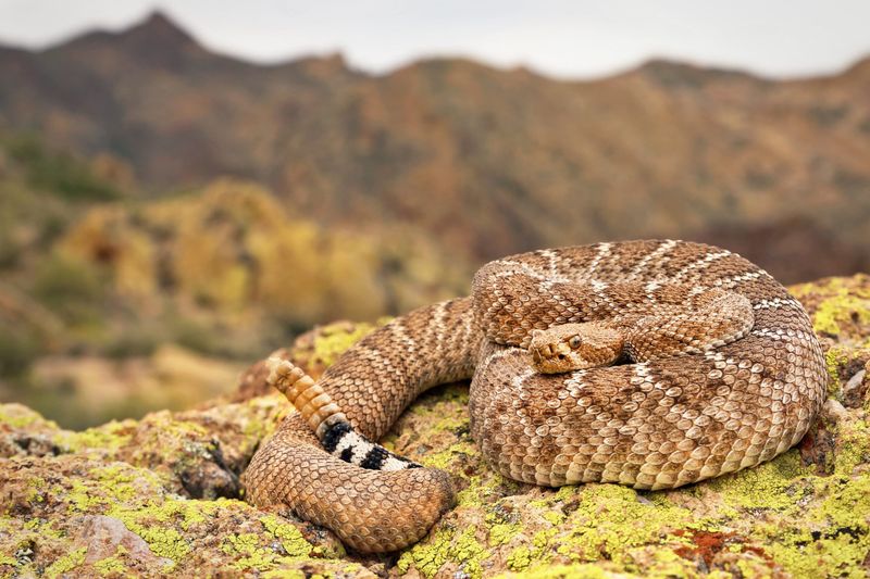 Western Diamondback Rattlesnake: The Desert's Iconic Viper