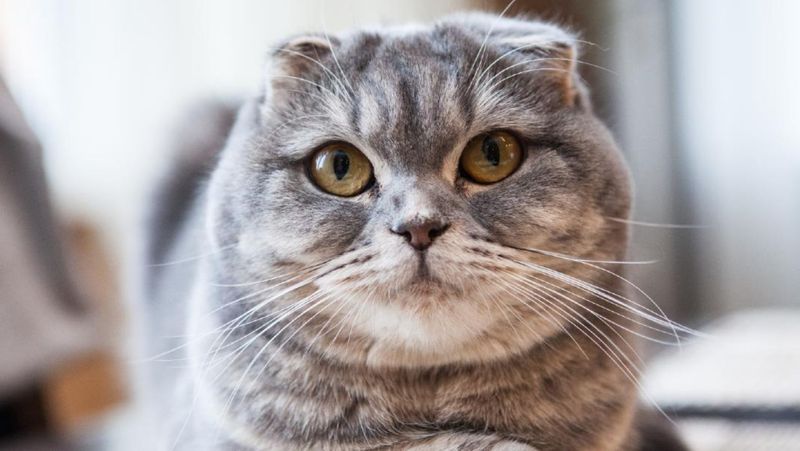 Scottish Fold: Cute Ears, Costly Care