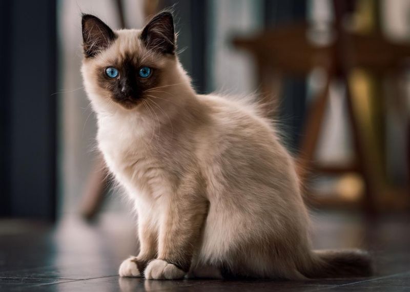 Birman: The Sacred Space-Conscious Companion