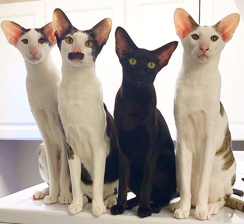 Oriental Shorthair