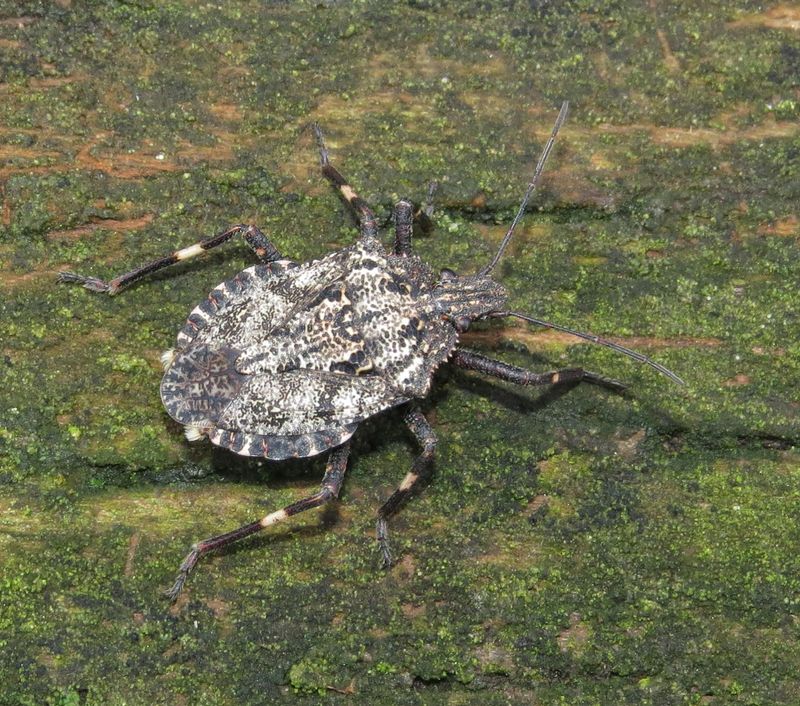 Rough Stink Bug