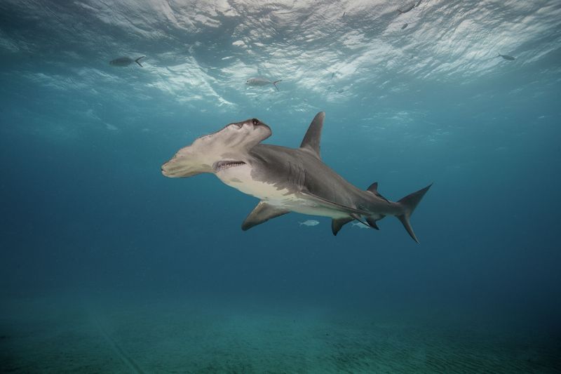 Scalloped Hammerhead Shark: The Otherworldly Predator