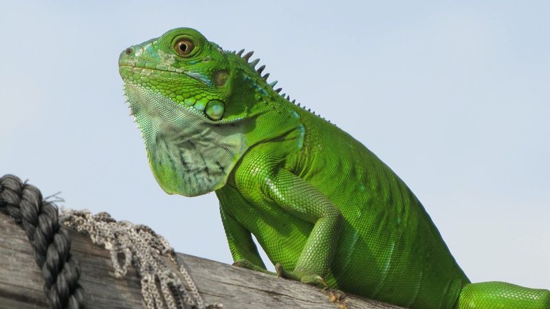 Green Iguana: The Arboreal Giant