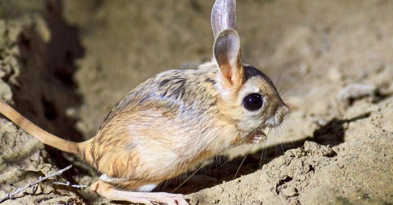 Jerboa