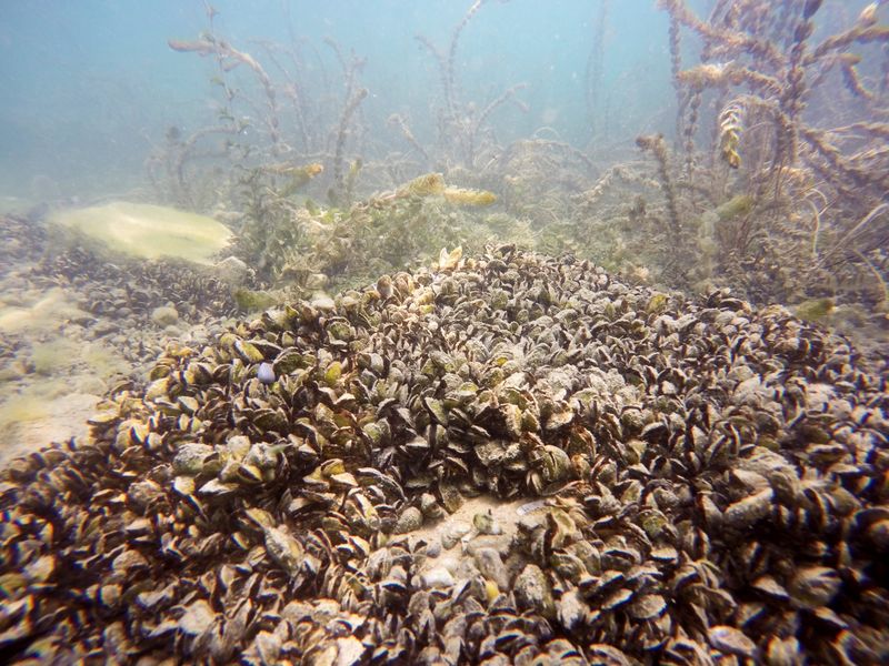 Quagga Mussel: The Thumbnail-Sized Ecosystem Destroyer