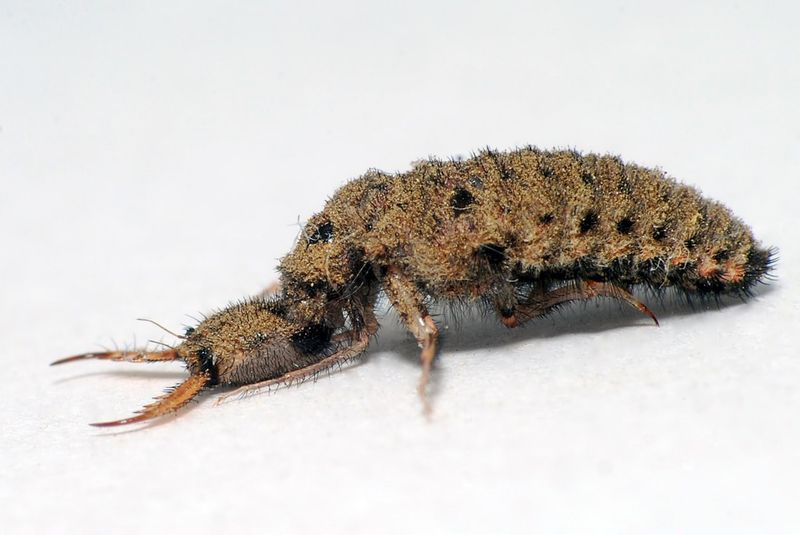 Antlion: The Desert Pit Trap Engineer