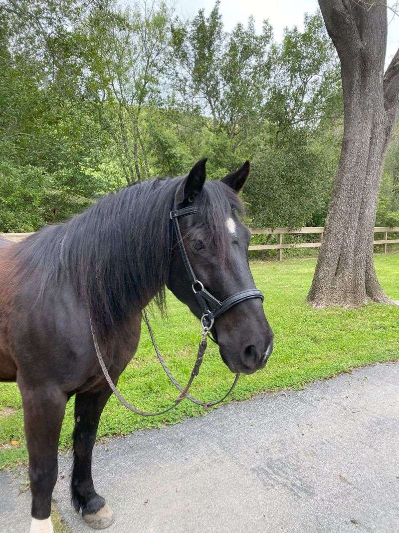Steadfast Morgan