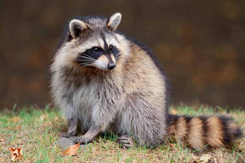 Raccoon: The Beachcombing Bandit