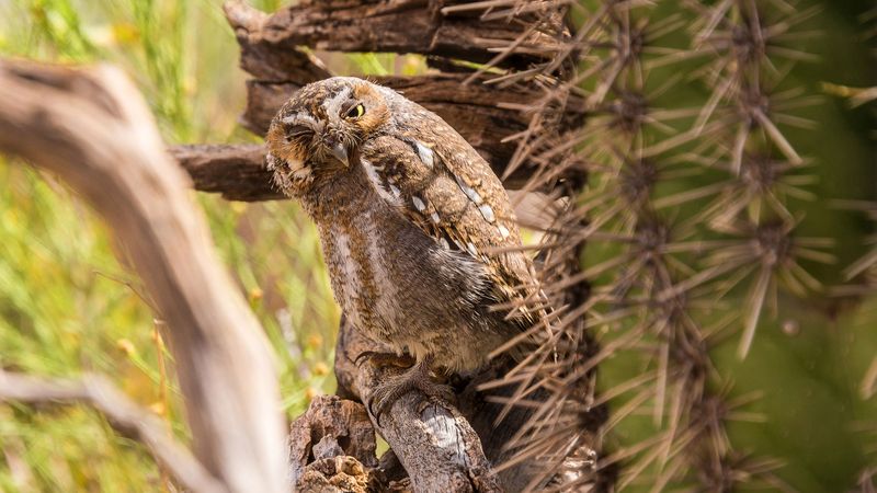 Elf Owl