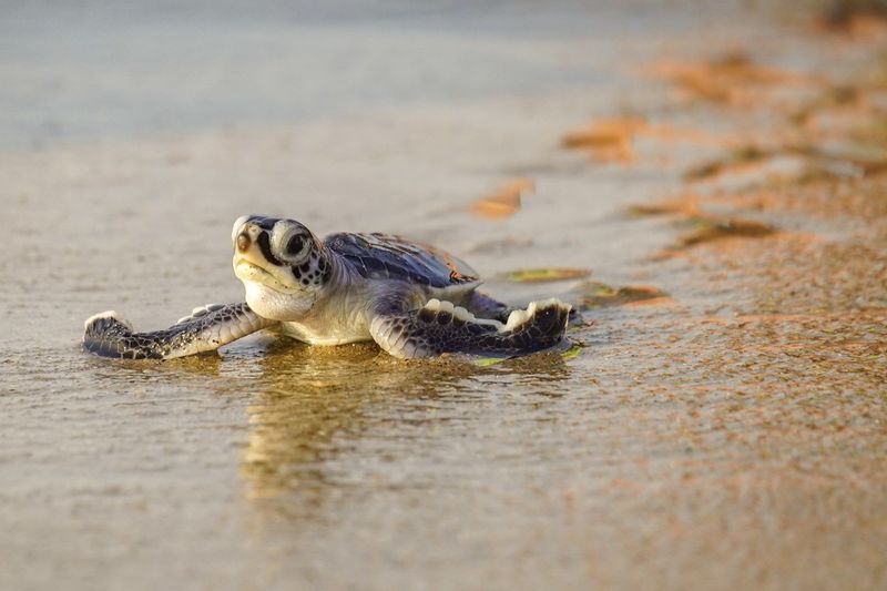 Loggerhead Sea Turtle - Ancient Ocean Navigators