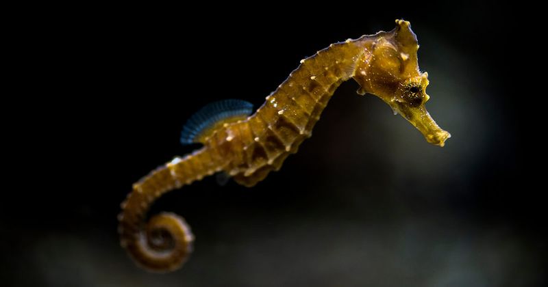 Pacific Seahorse