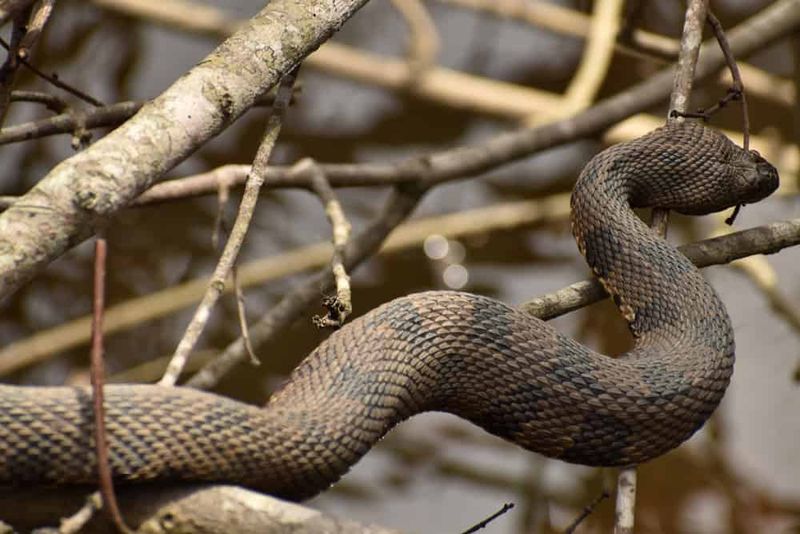 Where They Live: Habitats And Range Across Alabama