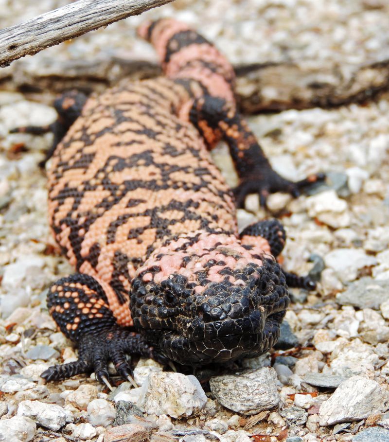 Protected by Law: A Threatened Species in Arizona