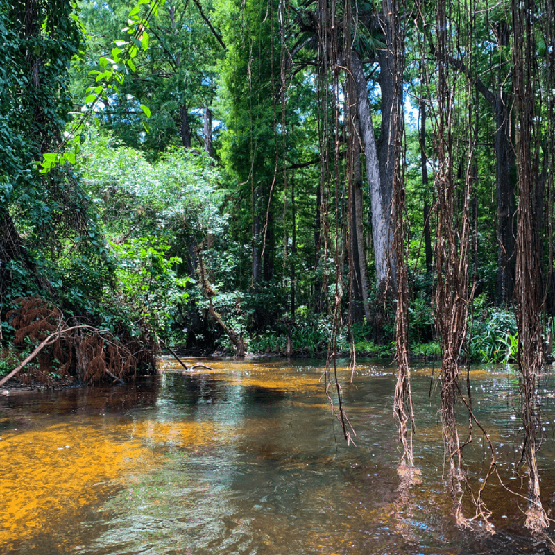 Jonathan Dickinson: Tropical Wilderness With Tail-Wagging Trails