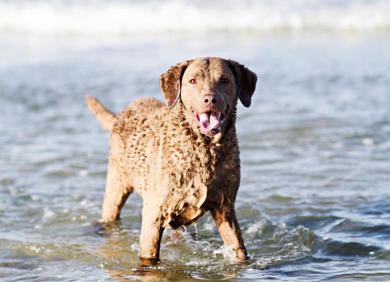 Chesapeake Bay Retriever: Rugged Beach Enthusiasts