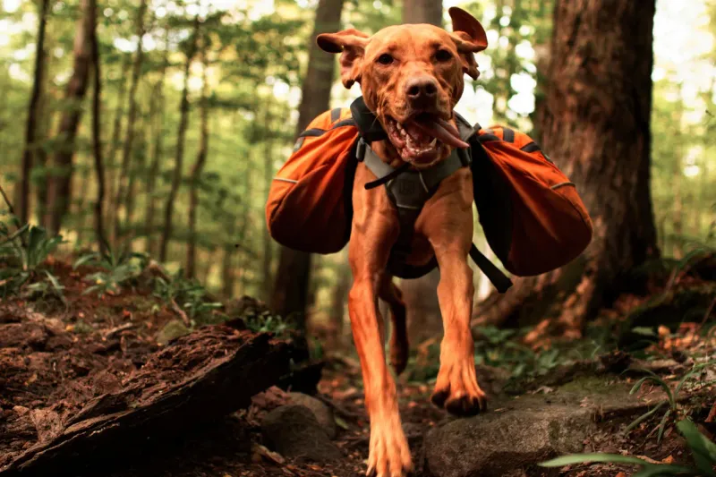 Vizsla: The Athletic Companion For Two-Home New Yorkers