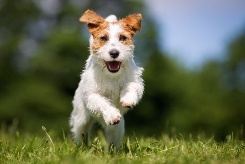 Parson Jack Russell Terrier