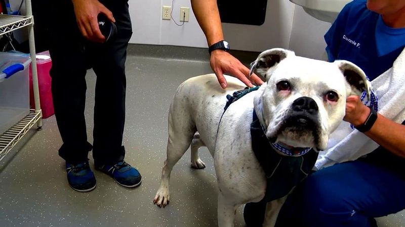 Mandatory Spay/Neuter Laws: Controlling Pet Population