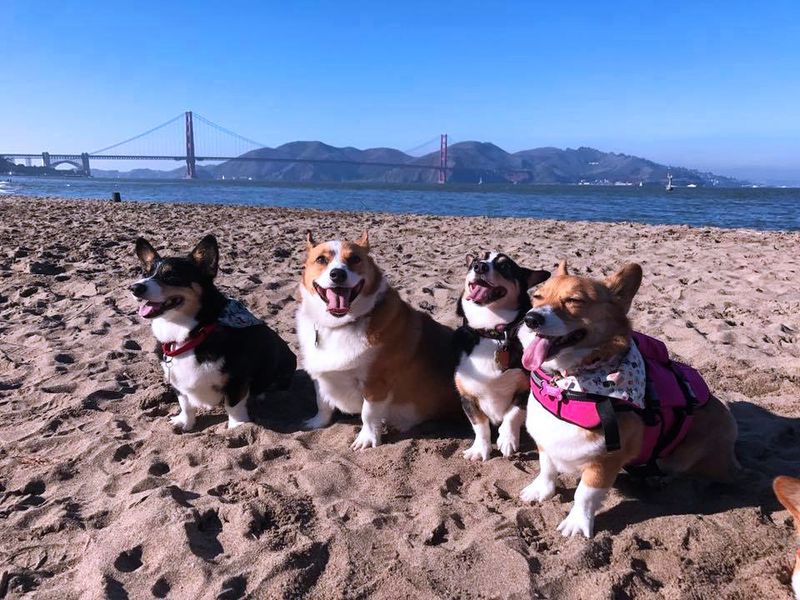 Year-Round Corgi-Centric Events Keep Dogs Parade-Ready