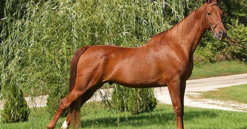 Elegant American Saddlebred