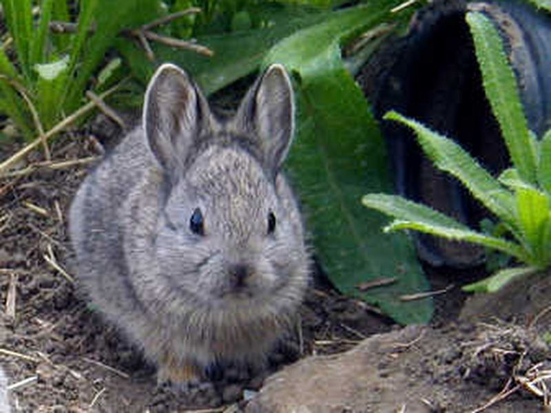 Endangered Pygmy Rabbits