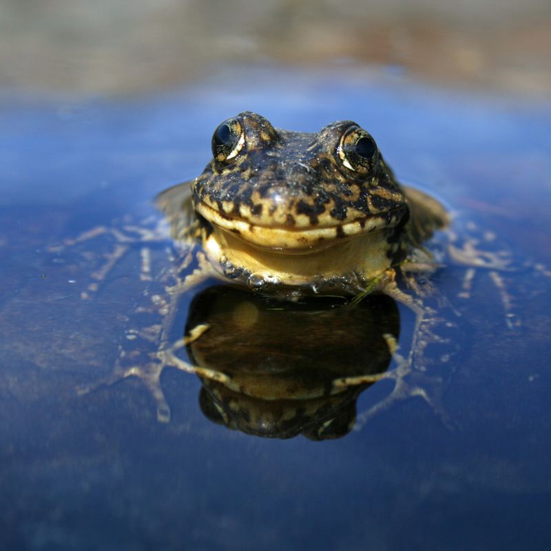 Pacific Tree Frog