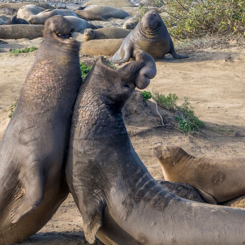 Northern Elephant Seal: The Beach Master
