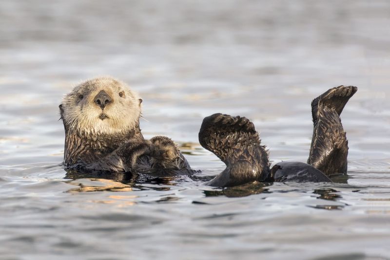Sea Otter