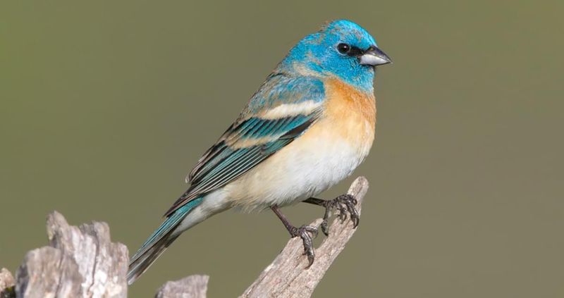 Lazuli Bunting