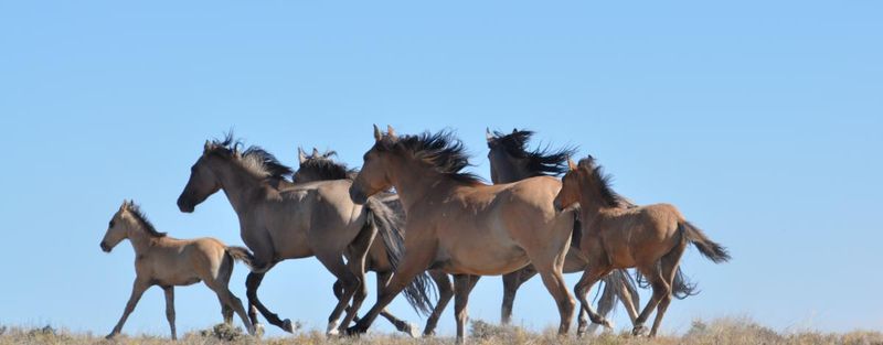 Monitor Wild Horse Territory: High Mountain Mustangs