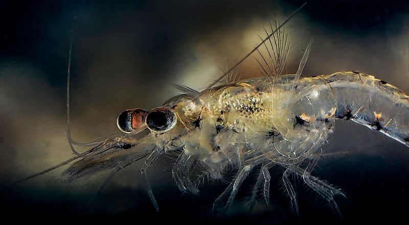 Mysis Shrimp: Tiny Translucent Lake Ghosts