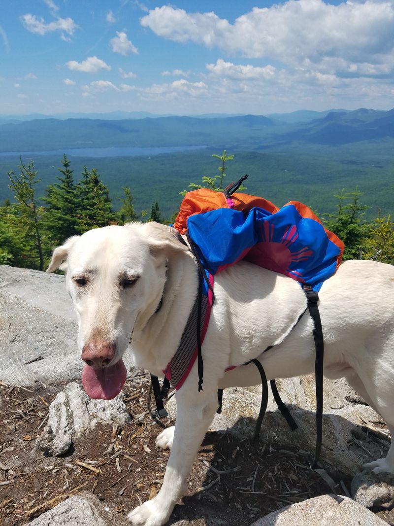 Mount Blue Trail: State Park Gem for Canine Explorers