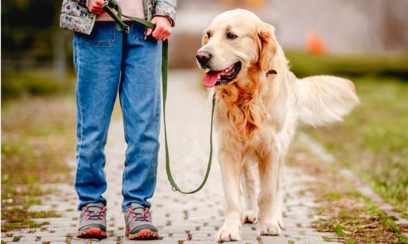 Junior Handlers: Age Requirements For Dog Walking
