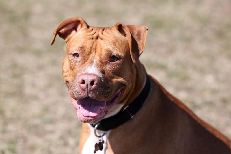 Breed Bans? Not in Arizona!
