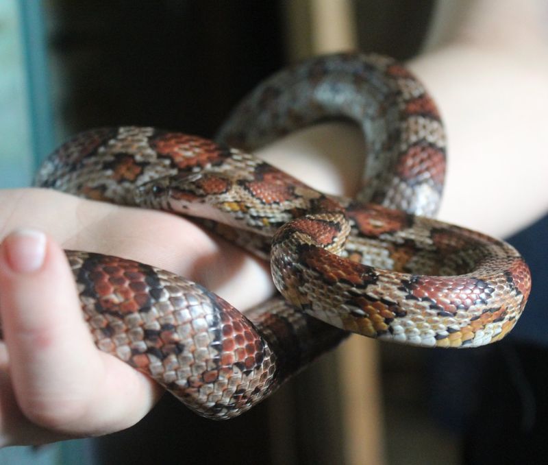 Non-Venomous Snakes Are Common And Beneficial