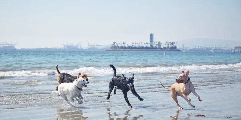 Public Space Pet Restrictions Limit Where Your Dog Can Frolic