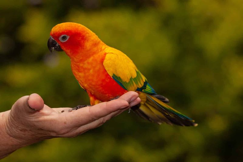 Playful Conures: Pocket-Sized Parrots With Big Personalities