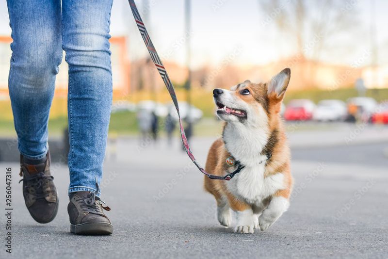 Corgis' Parade Experience And Calm Amid Noise
