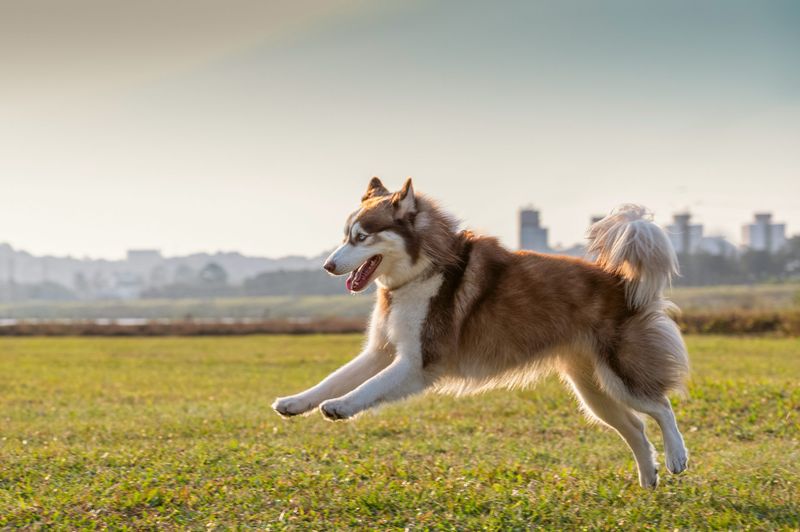 Versatility Beyond Herding