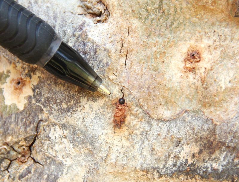 Tree-Destroying Invasive Shot-Hole Borers