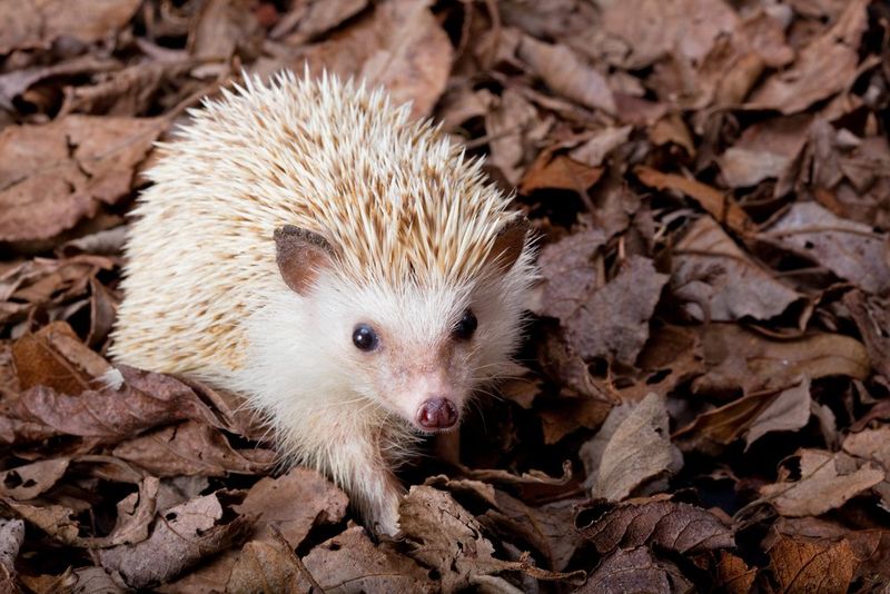 Hedgehog