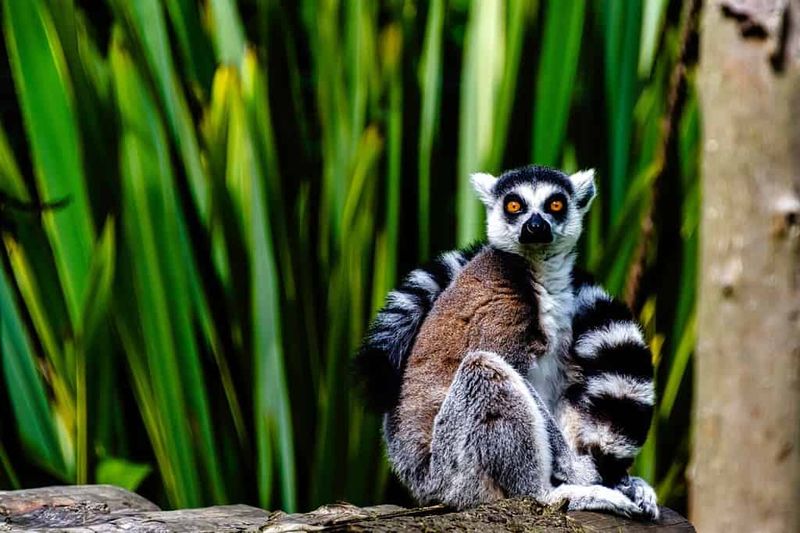Lemur