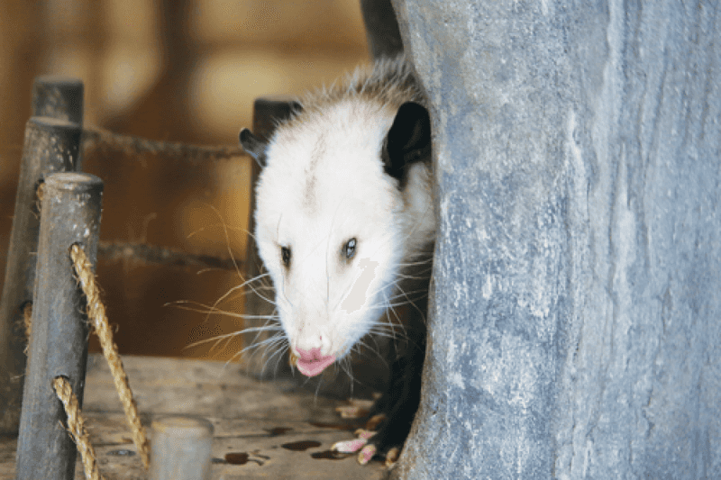 Opossum