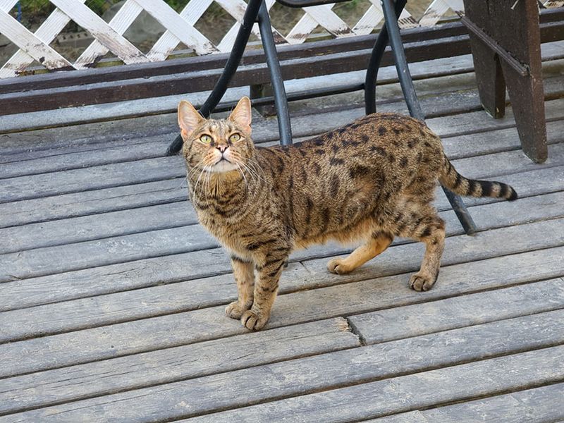 Savannah Cats: Wild Beauty Meets Domestic Charm