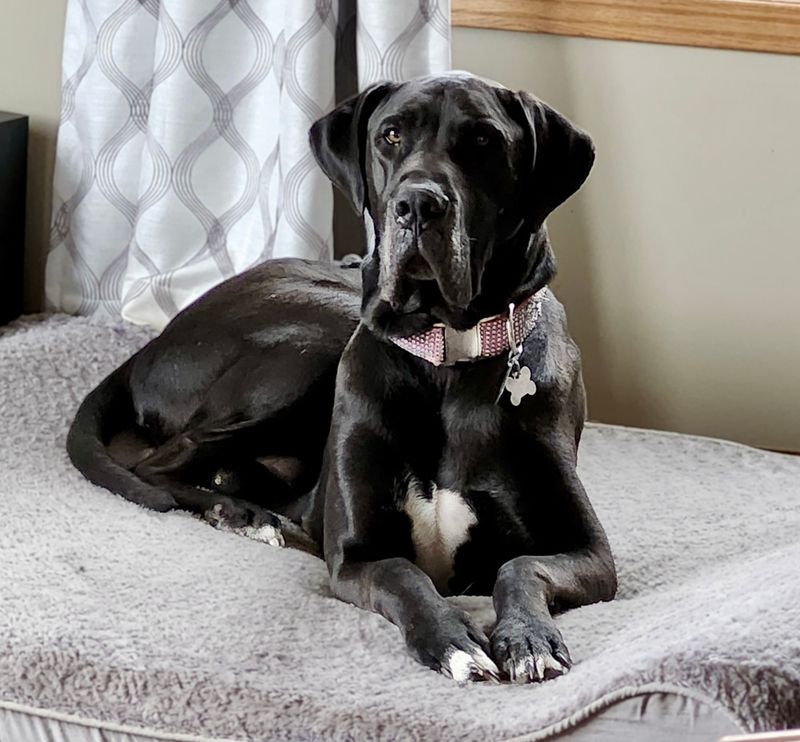 Accommodates Their Large Beds