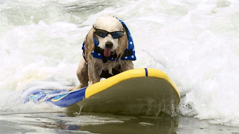 Loews Coronado Bay Resort Surf Dog Competition – Imperial Beach, CA