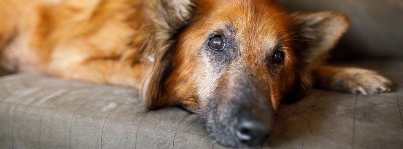 Perfect Schedule-Friendly Companions