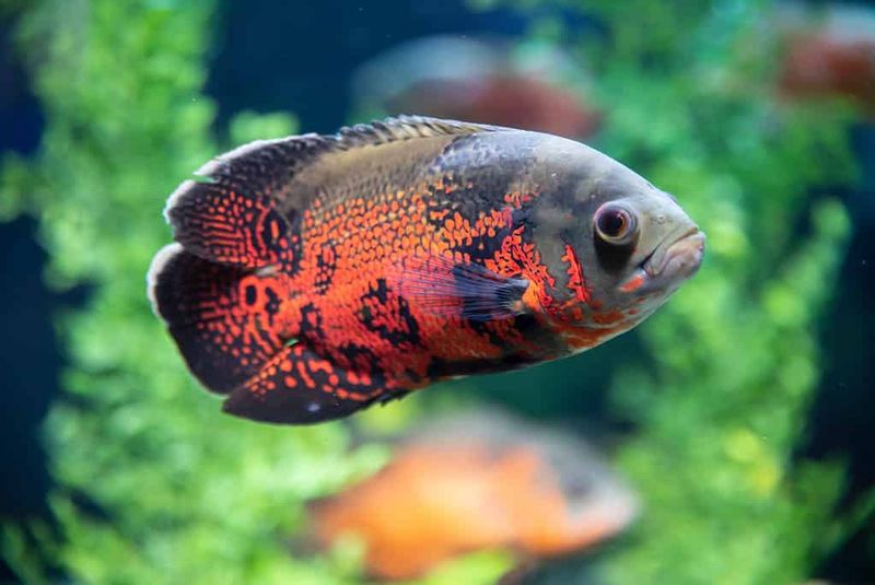 Ecological Consequences