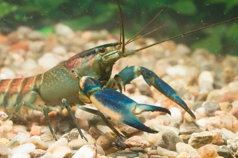 Conservation Significance in Local Waters